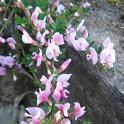 Chamaecytisus purpureus P12